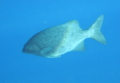Rudderfishes - Grey Rudderfish - Kyphosus bigibbus
