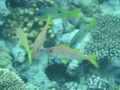 Goatfish - Yellowfin Goatfish - Mulloides vanicolensis