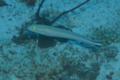 Tilefish - Flagtail Blanquillo - Malacanthus brevirostris