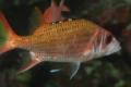 Squirrelfish - Blackfin squirrelfish - Neoniphon opercularis