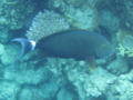 Surgeonfish - Black Surgeonfish - Acanthurus gahhm