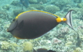 Surgeonfish - Elegant Unicornfish - Naso elegans