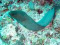 Moray - Giant Moray - Gymnothorax javanicus