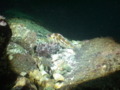 Scorpaenidae - Copper Rockfish - Sebastes caurinus