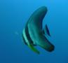 Spadefish - Longfin Spadefish - Platax teira