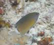 Damselfish - Whitetail Damselfish - Pomacentrus chrysurus