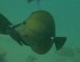 Surgeonfish - Brushtail tang - zebrasoma scopas