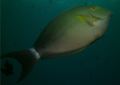 Surgeonfish - Yellowfin Surgeonfish - Acanthurus xanthopterus
