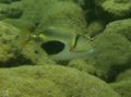 Triggerfish - Blackpatch Triggerfish - Rhinecanthus verrucosus