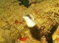 Triggerfish - Bridled Triggerfish - Sufflamen fraenatum