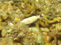 Triggerfish - Flagtail Triggerfish - Sufflamen chrysopterum