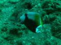 Triggerfish - Flagtail Triggerfish - Sufflamen chrysopterum