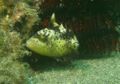 Triggerfish - Yellowmargin Triggerfish - Pseudobalistes flavimarginatus