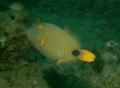Triggerfish - Orange-striped Triggerfish - Balistapus undulatus