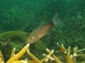 Cardinalfish - Wolf Cardinalfish - Cheilodipterus artus