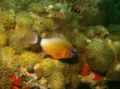 Cardinalfish - Ring-tailed Cardinalfish - Ostorhinchus aureus
