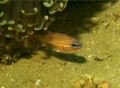 Cardinalfish - Yellow-striped Cardinalfish - Ostorhinchus cyanosoma