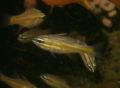 Cardinalfish - Yellow-striped Cardinalfish - Ostorhinchus cyanosoma