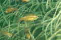 Cardinalfish - Moluccan Cardinalfish - Ostorhinchus moluccensis