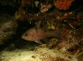 Cardinalfish - Threespot Cardinalfish - Pristicon trimaculatus