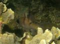 Cardinalfish - Threespot Cardinalfish - Pristicon trimaculatus