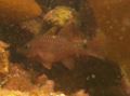 Cardinalfish - Iridescent Cardinalfish - Pristiapogon kallopterus