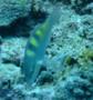 Parrotfish - Fivesaddle Parrotfish - Scarus scaber