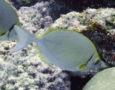 Rabbitfish - Streamlined Spinefoot - Siganus argenteus