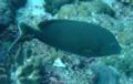 Rabbitfish - Stellate Rabbitfish - Siganus stellatus