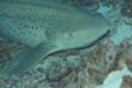 Sharks - Zebra Shark - Stegostoma fasciatum