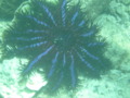 Starfish - Crown of Thorn Starfish - Acanthaster planci