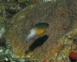 Damselfish - Bicolor Damselfish - Stegastes partitus