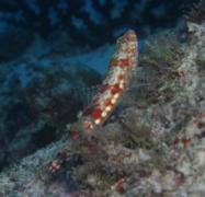 Lizardfish - Redmarbled Lizardfish - Synodus rubromarmoratus