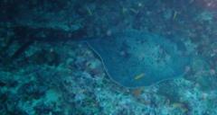 Stingrays - Blotched Fantail Ray(Giant Reef Ray) - Taeniura meyeni