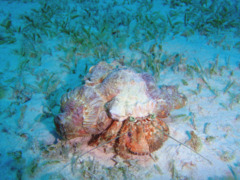 Crabs - Anemone Hermit Crab - Dardanus tinctor