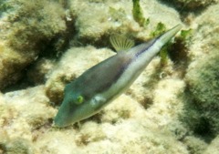 Pufferfish - Sharpnose Puffer - Canthigaster rostrata