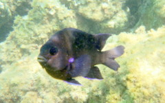 Damselfish - Bluefin Damselfish - Abudefduf luridus