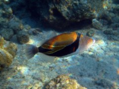 Triggerfish - Reef Triggerfish - Rhinecanthus rectangulus