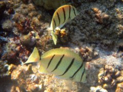 Surgeonfish - Convict Surgeonfish - Acanthurus triostegus