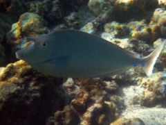 Surgeonfish - Bluespine Unicornfish - Naso unicornis