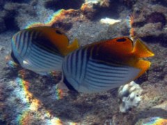 Butterflyfish - Threadfin Butterflyfish - Chaetodon auriga