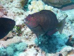 Parrotfish - Dotted Parrotfish - Calotomus viridescens