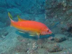 Labridae - Barred hogfish - Bodianus scrofa