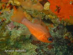 Cardinalfish - Mediterranean Cardinalfish - Apogon imberbis