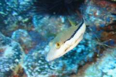 Pufferfish - Macaronesian sharpnose-puffer - Canthigaster capistrata