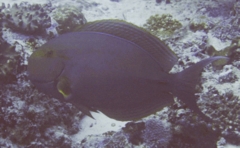 Surgeonfish - Yellowfin Surgeonfish - Acanthurus xanthopterus