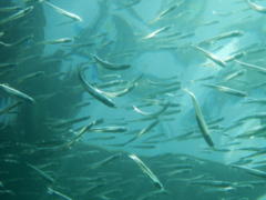 Anchovy - Dusky Anchovy - Anchoa lyolepis