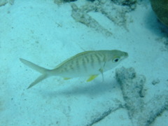 Mojarras - Yellowfin Mojarra - Gerres cinereus