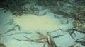 Flounders - Plate Flounder - Bothus lunatus