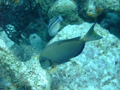 Surgeonfish - Doctorfish - Acanthurus chirurgus